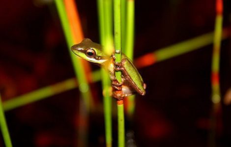 Wallum Sedge frog – Litoria olongburensis