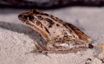 Wallum Rocketfrog – Litoria freycineti