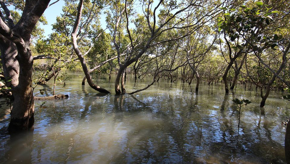 mangroves-next-to-Toondah-Harbour-2