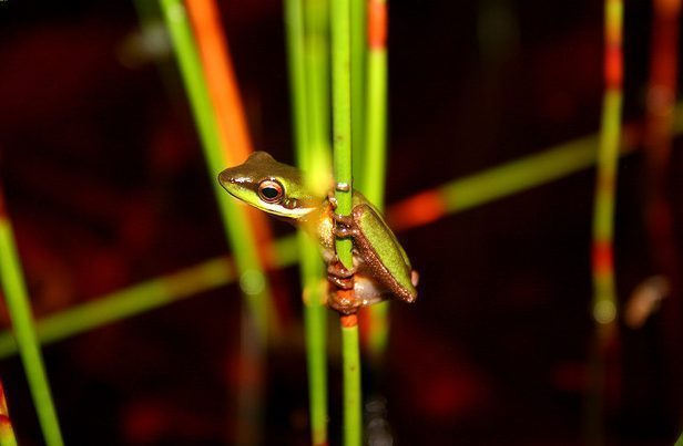 Wallum Sedge Frog, photo: Clay Simpkins