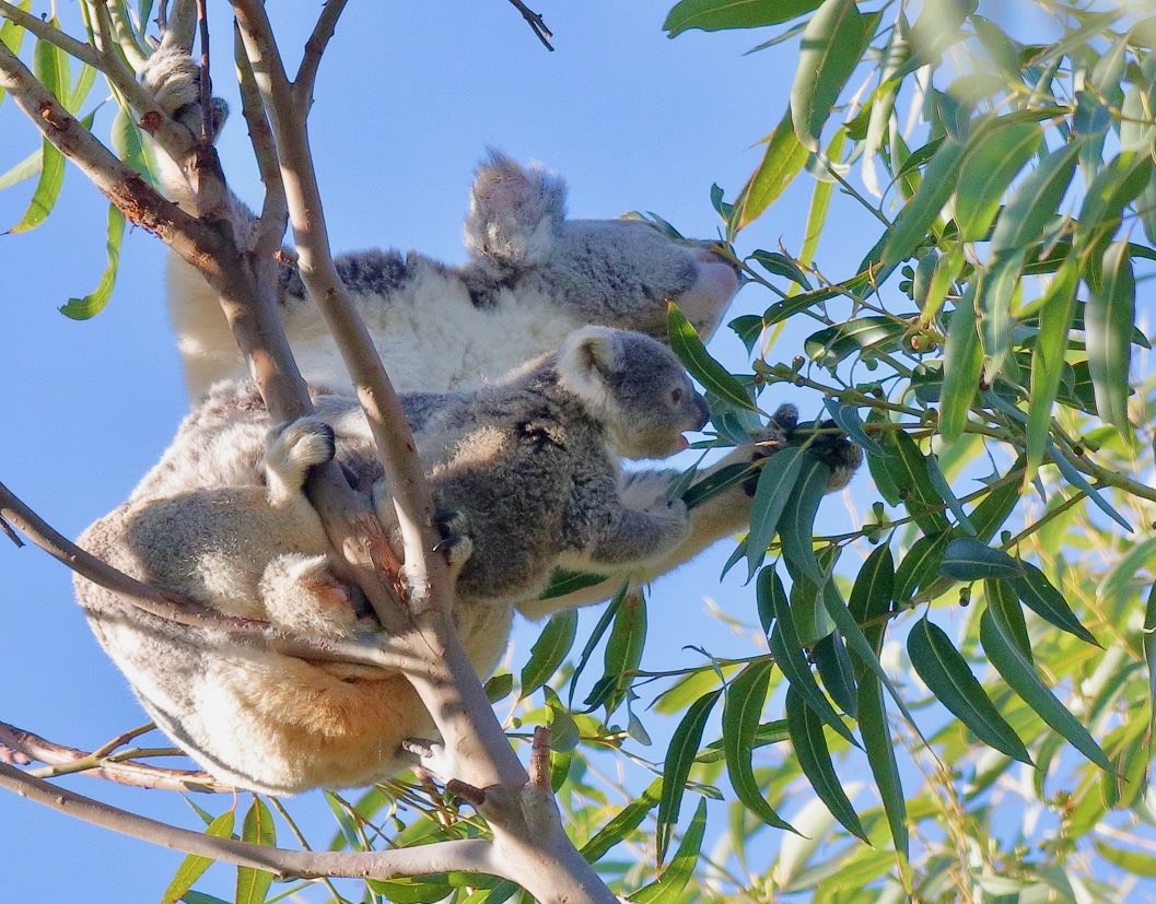 _04I8724 1X1 Koala mum with joey feeding G.J. Walter Park Toondah 21 June 2020 comp (2)