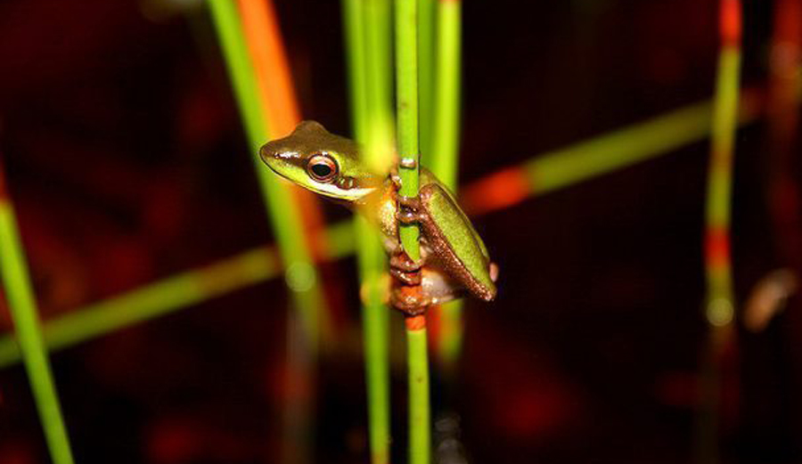 Wallum Sedge frog – Litoria olongburensis