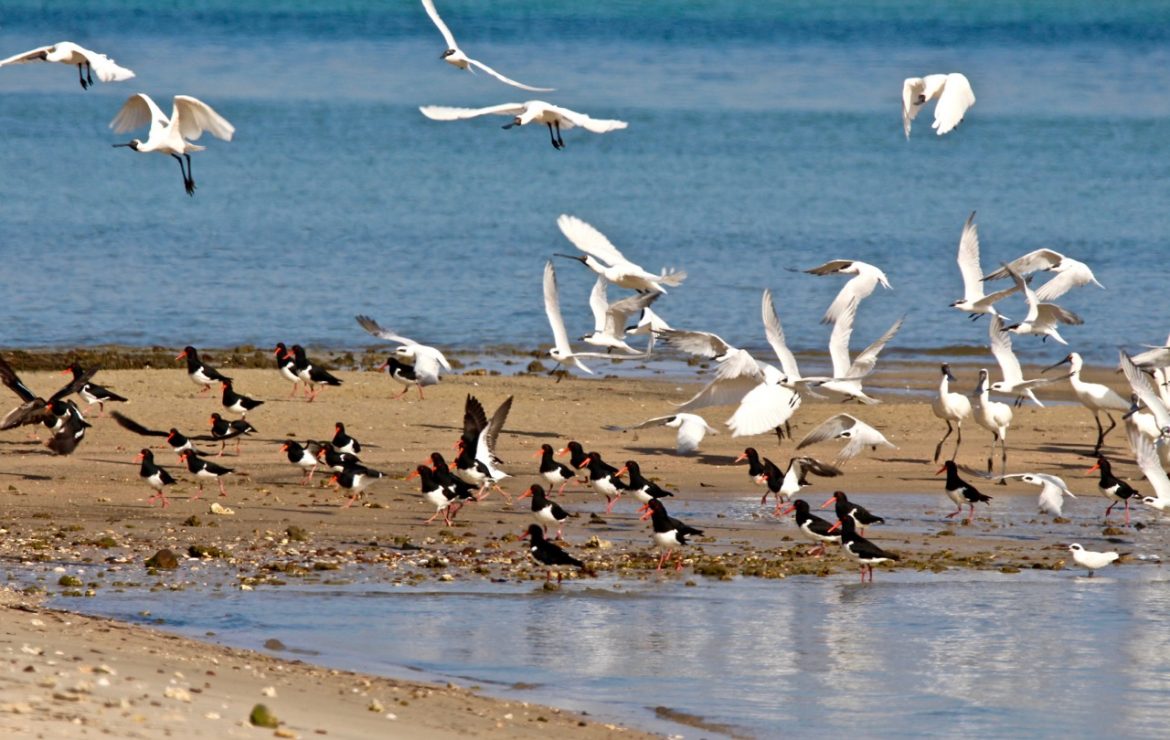 Birds of North Stradbroke Island