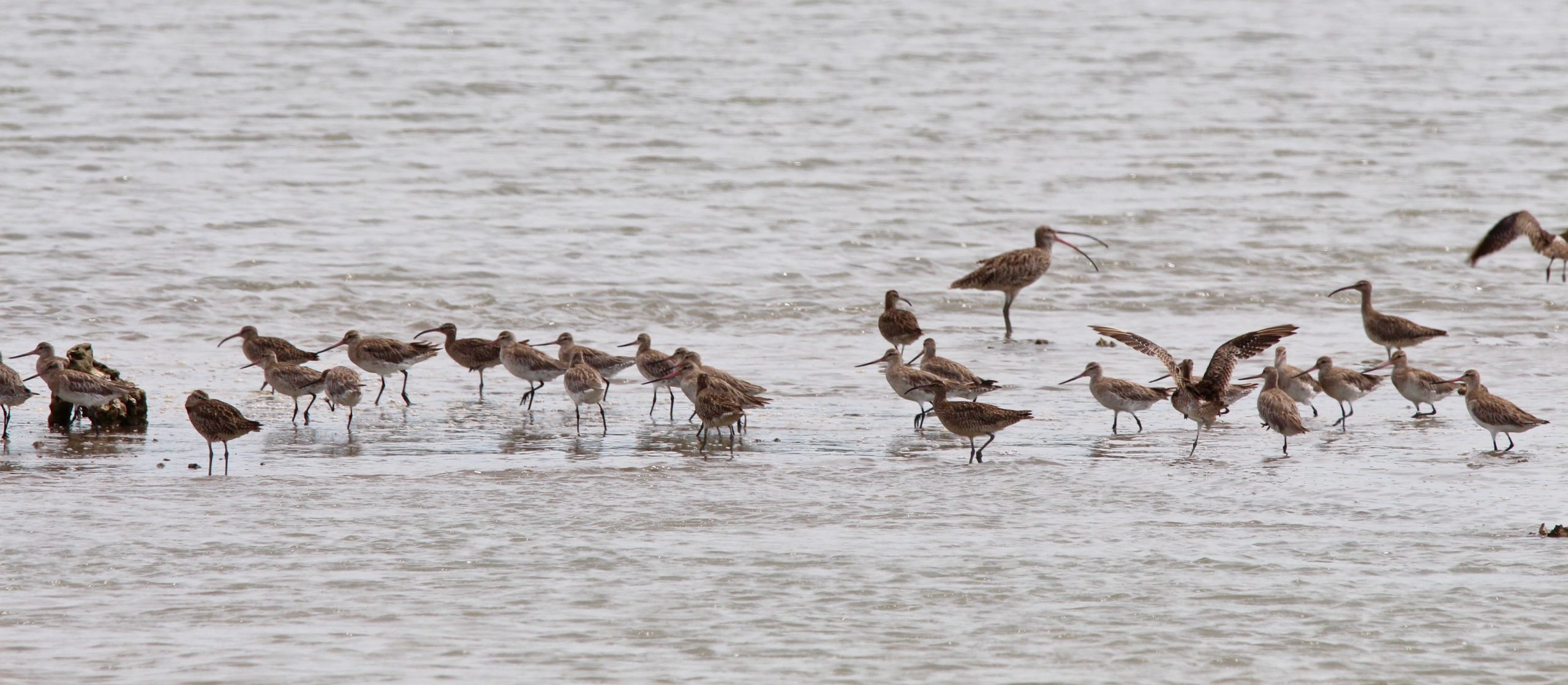 Eastern Curlew at rear