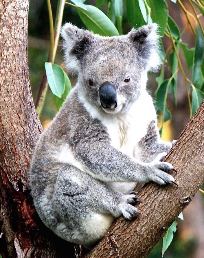 Koala Point Lookout (1)