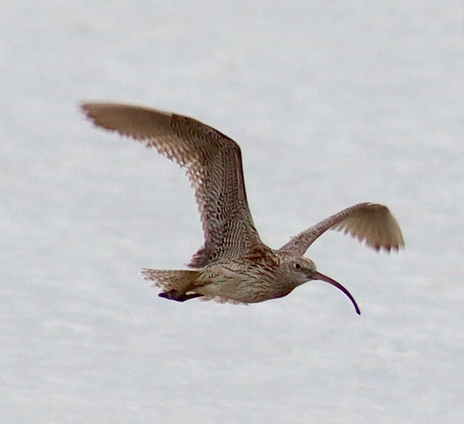 Eastern Curlew 4.10.20